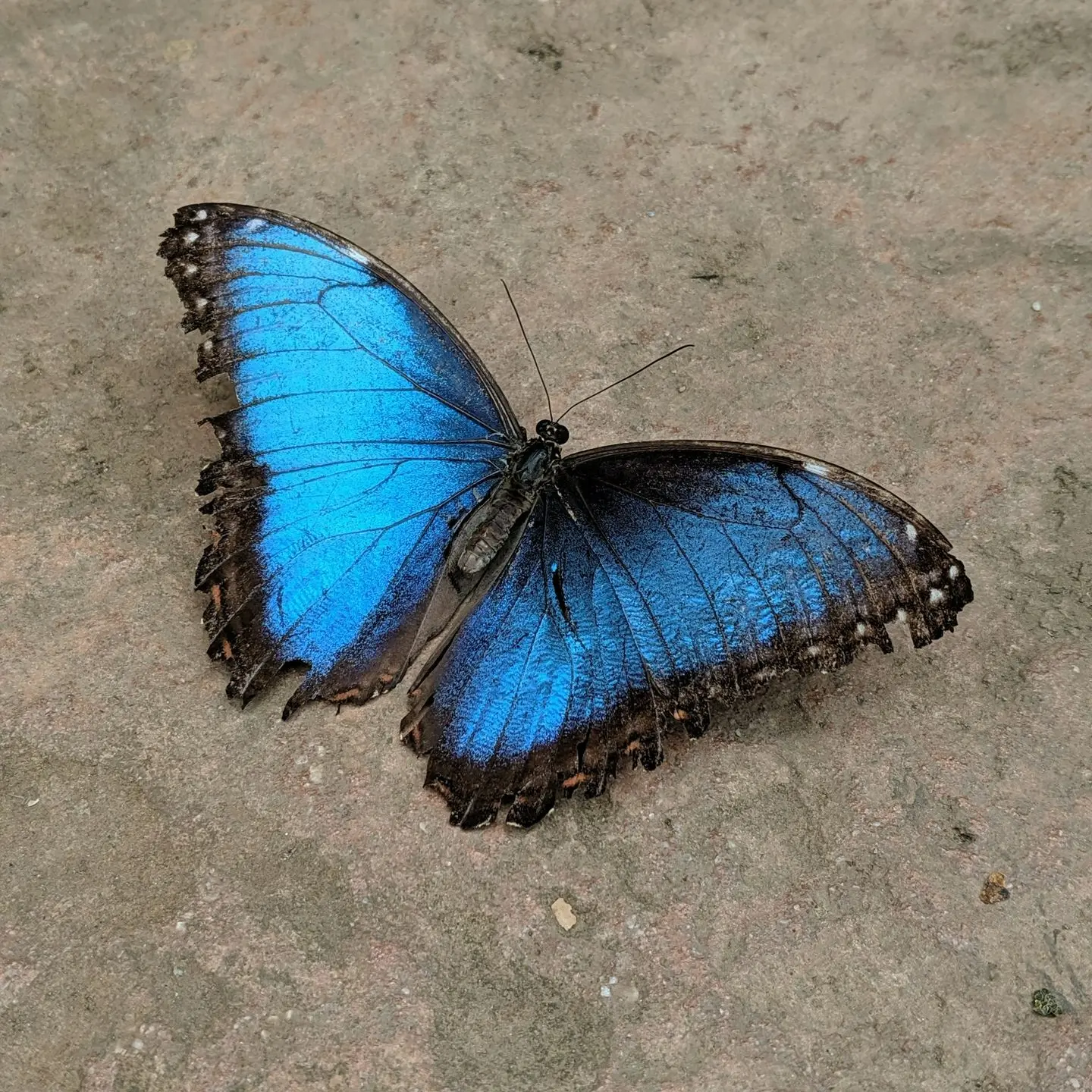 blue and black butterfly