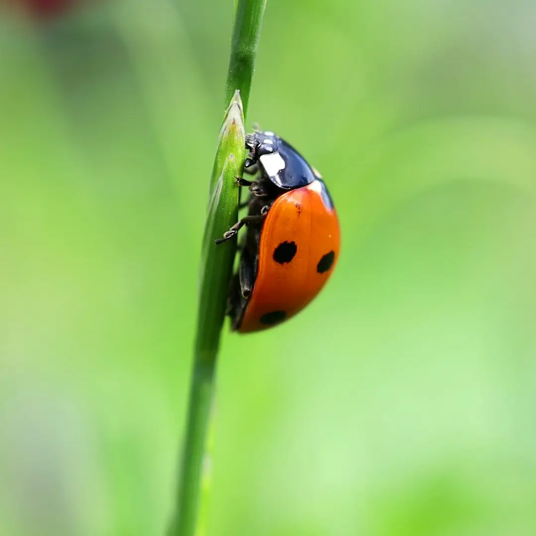 red and black ladybug on green stem in tilt shift lens