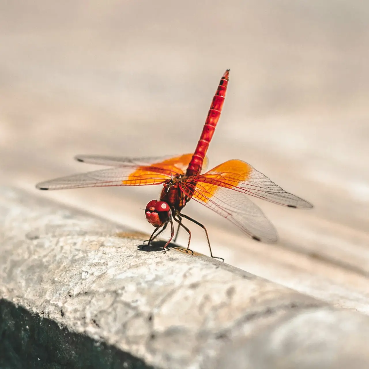 shallow focus photography of red and orange dragonfly